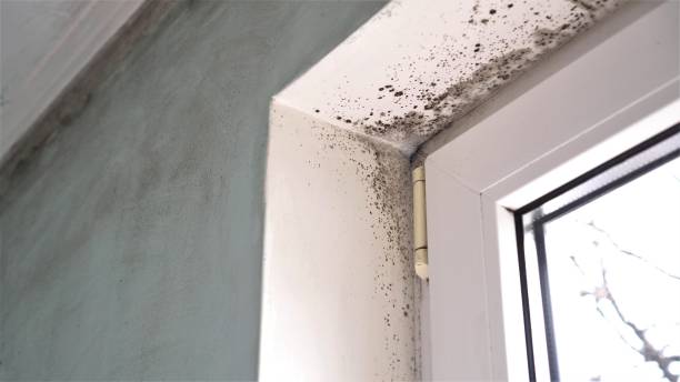 Attic Mold Removal in Black Point Green Point, CA