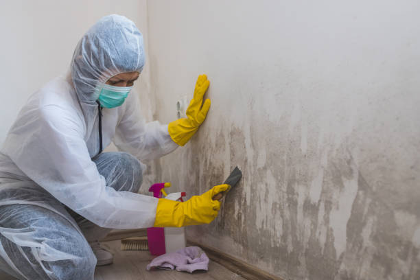 Home Mold Removal in Black Point Green Point, CA