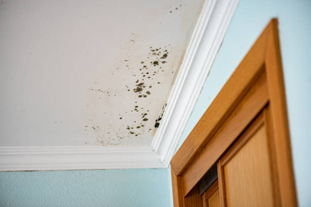 Mold Removal and Inspection in Black Point Green Point, CA