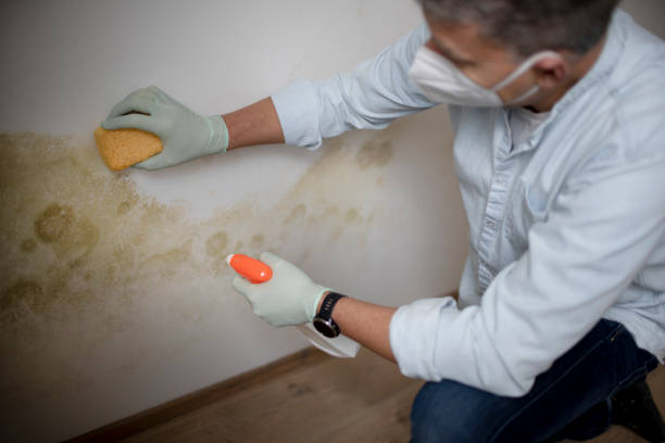 Best Commercial Mold Removal  in Black Point Green Point, CA