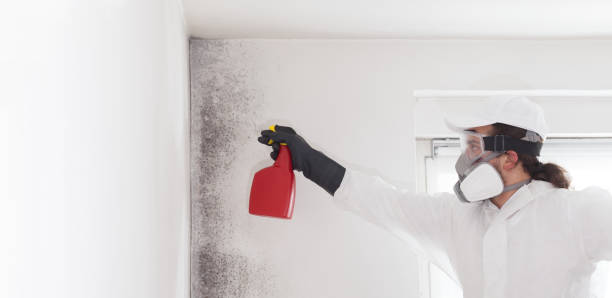 Best Same-Day Mold Removal  in Black Point Green Point, CA