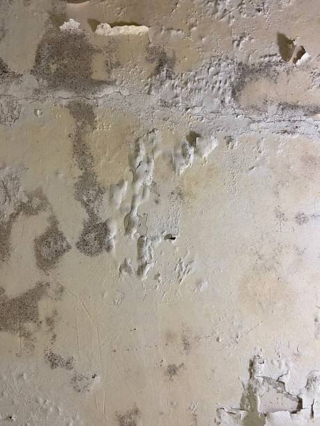 Best Affordable Mold Removal  in Black Point Green Point, CA