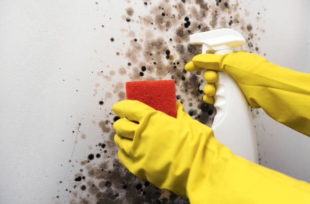 Best Mold Damage Repair  in Black Point Green Point, CA
