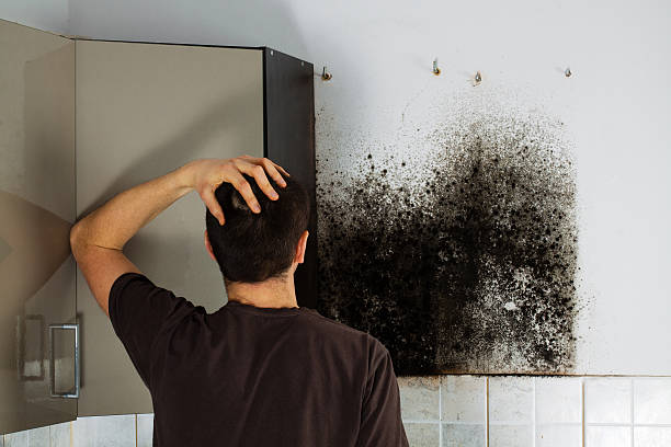 Best Professional Mold Removal  in Black Point Green Point, CA