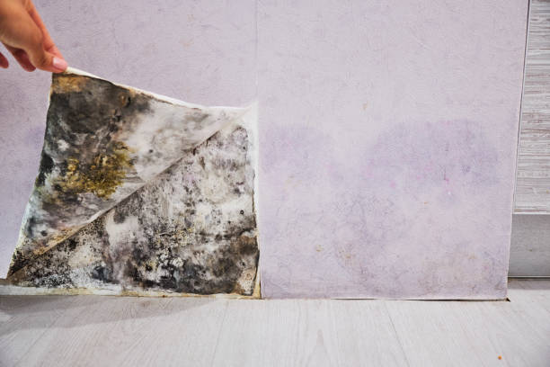 Best Black Mold Removal  in Black Point Green Point, CA